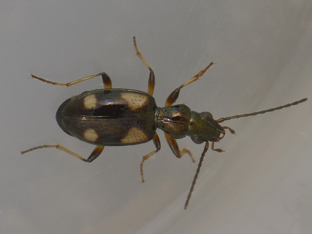 Bembidion tetragrammum? No, Ocydromus (Nepha) genei illigeri